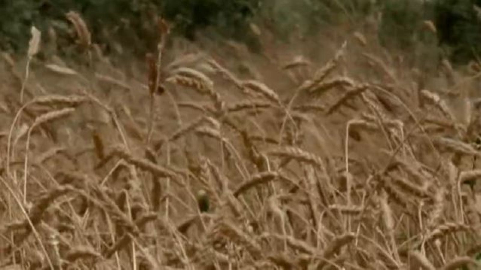 Comando DAG: El auge de la celiaquía ¿Moda o salud? - Directo al grano | Ver