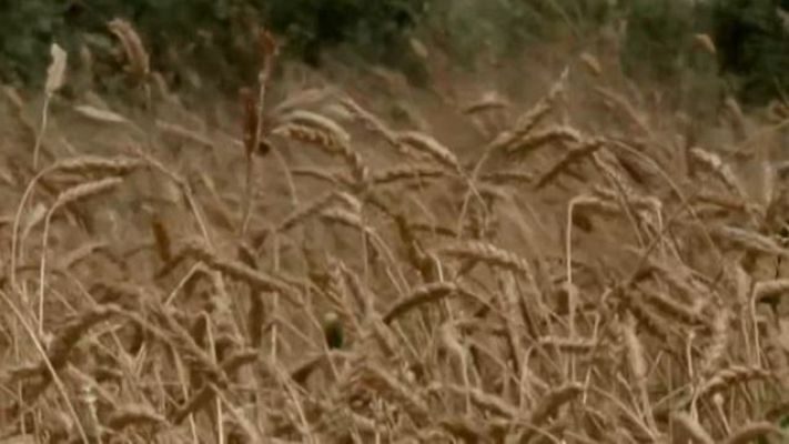 Directo al grano - Comando DAG: ¿Por qué cada vez hay más celíacos?