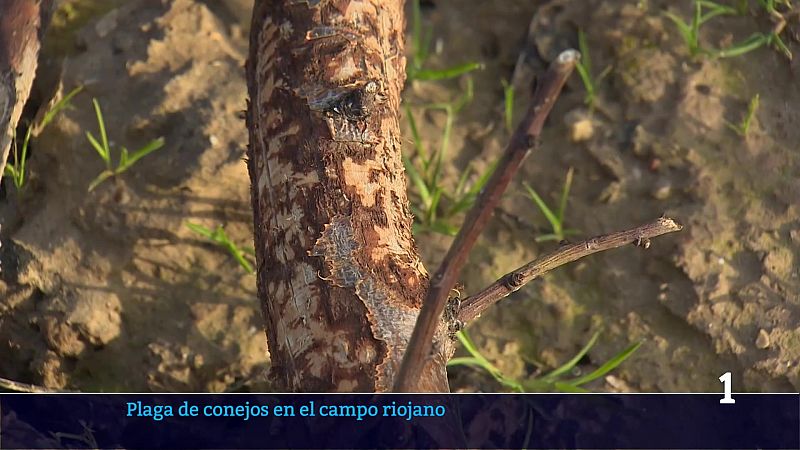 Informativo Telerioja 2 - 25/02/26 - Informativo Telerioja | Ver