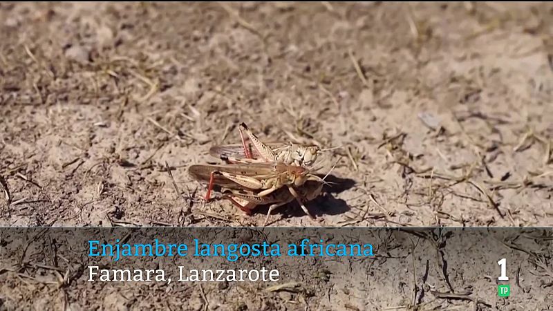 Canarias en 2' - 25/02/2026 | Ver