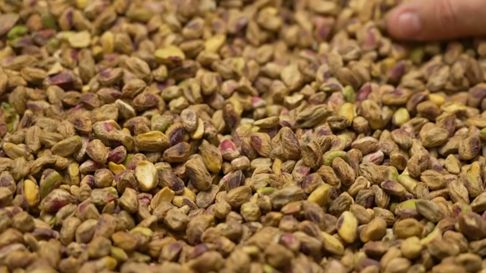 La fiebre por el pistacho concentra el 80% del cultivo en Castilla-La Mancha | Ver