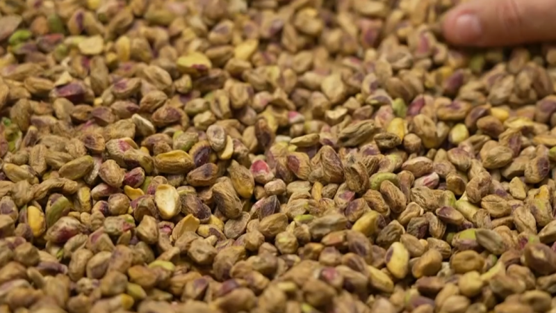 La fiebre por el pistacho concentra el 80% del cultivo en Castilla-La Mancha | Ver