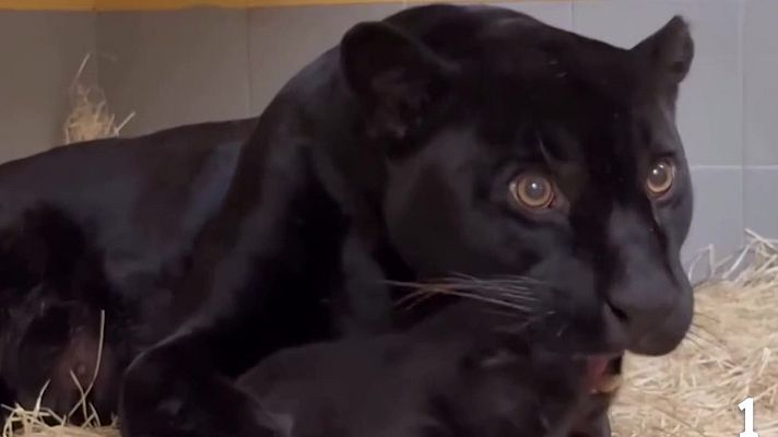 Aquí la Tierra - El jaguar no es solo un coche