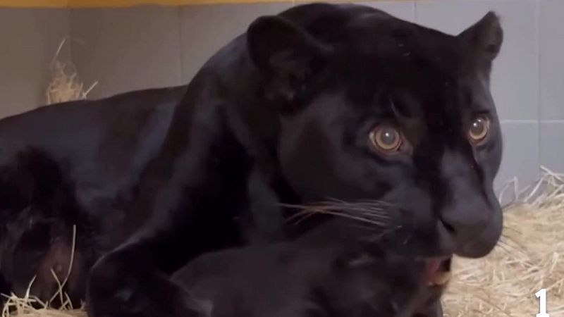 El jaguar no es solo un coche - Aquí la Tierra | Ver