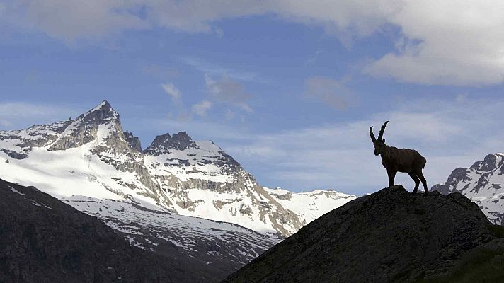 Una cabra montesa se alza sobre una roca en primer plano, con montañas nevadas y un cielo azul salpicado de nubes como telón de fondo, creando una escena de gran serenidad.