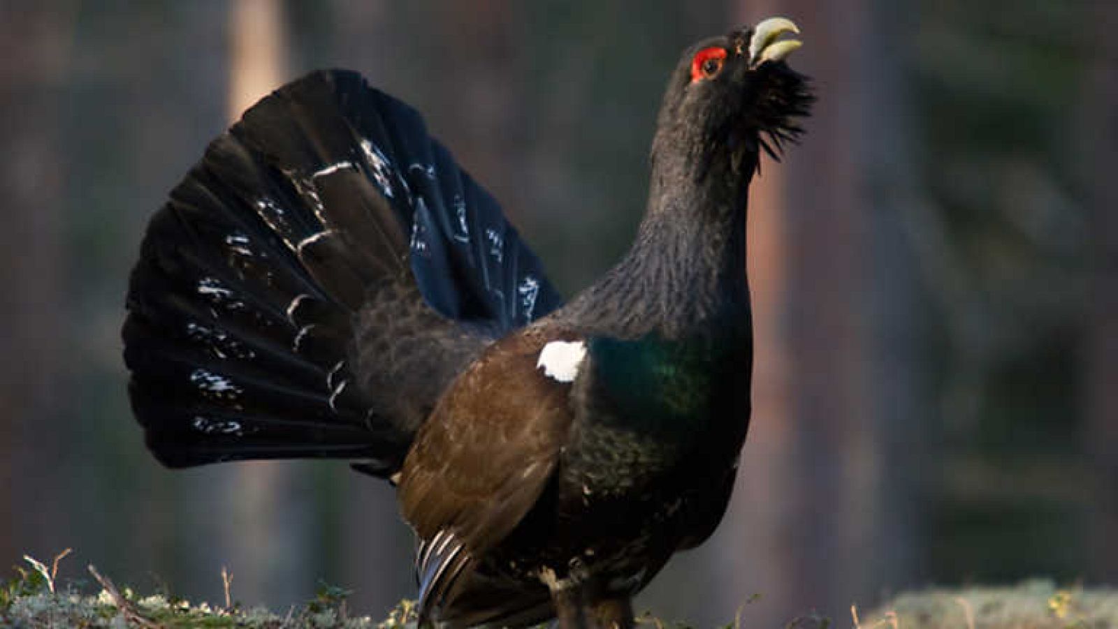 Grandes documentales - Alemania salvaje 3: Montañas - ver ahora