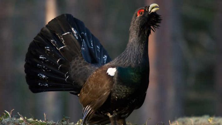 Grandes documentales - Alemania salvaje 3: Montañas