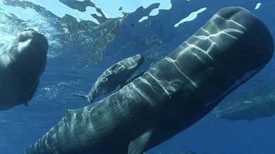 Cachalotes, una historia de familia