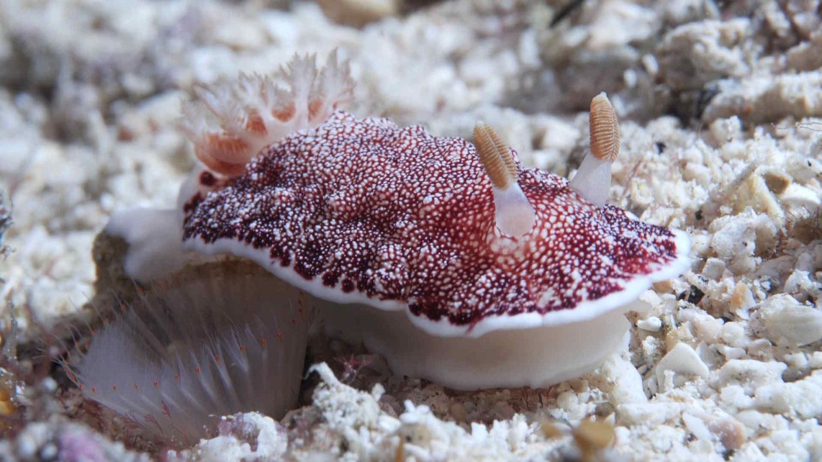 Somos documentales - Los cuatro reyes, el santuario del mar de Halmahera - Somos Documentales | Ver documental