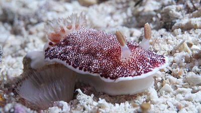 Los cuatro reyes, el santuario del mar de Halmahera