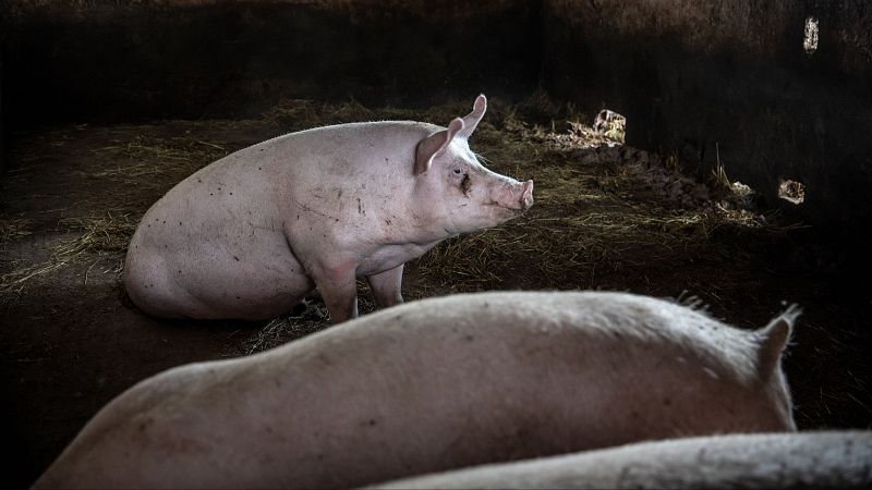 Cataluña: El riesgo de gripe porcina A es "muy bajo" - La tarde en 24h | Ver