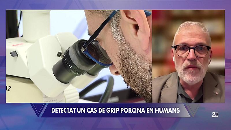 Salut Pública: "La grip porcina és una malaltia molt rara i molt poc freqüent en humans"