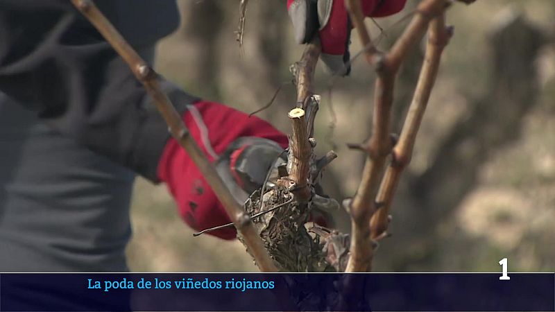 La poda: una labor esencial para obtener vinos de calidad | Ver