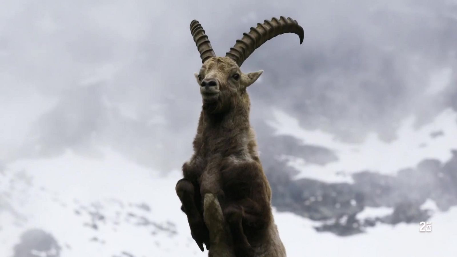 El temps d'una vida - Grans documentals - Som Documentals | Veure documental