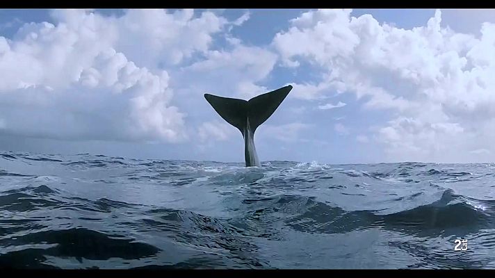 Som Documentals - Catxalots, una història de familia