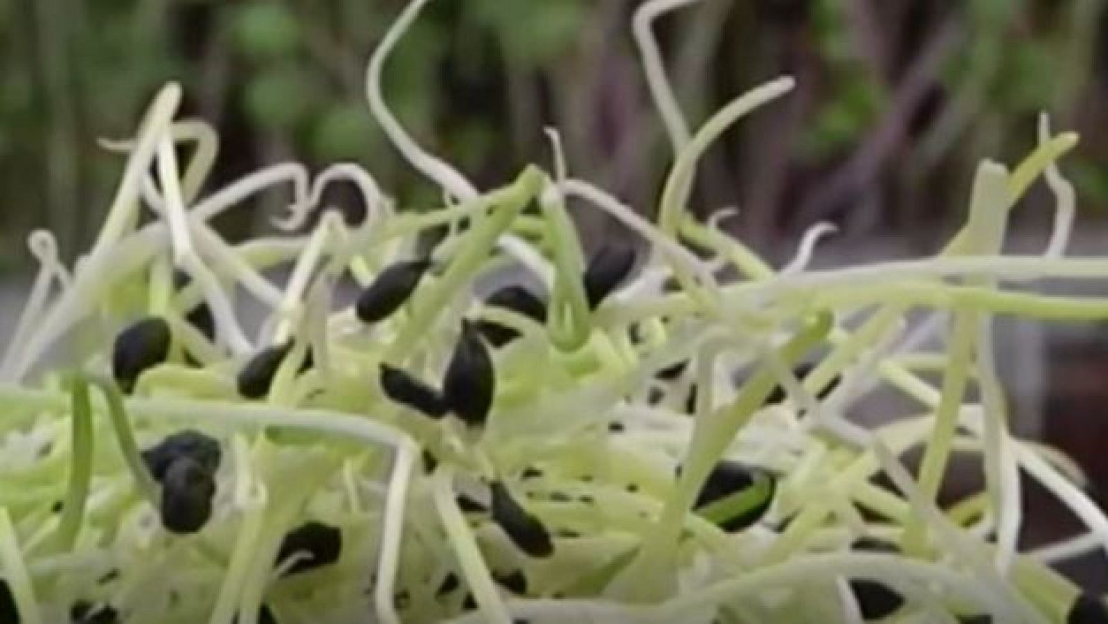 Comando DAG: Los beneficios de comer germinados - Directo al grano | Ver