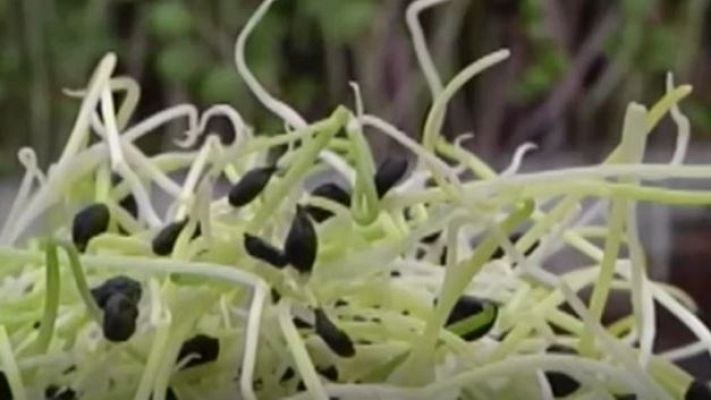 Directo al grano - Los beneficios de los germinados