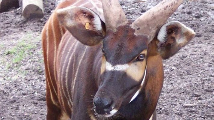Aquí la Tierra - La máscara facial del bongo de montaña