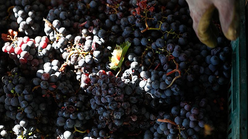 La mayor cooperativa vitivinícola del mundo está en Tomelloso - Noticias de Castilla-La Mancha | Ver