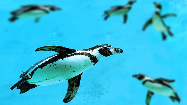 Tecnología animal - Pingüinos