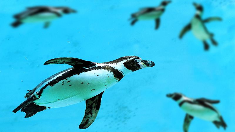 Tecnolog�a animal - Episodio 1: Ping�inos - Tecnolog�a animal | Ver