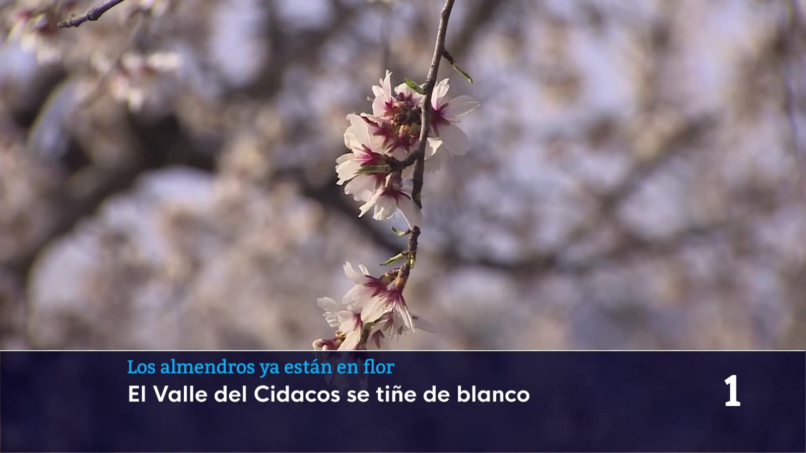Los almendros ya florecen  en el Valle del CIdacos | Ver