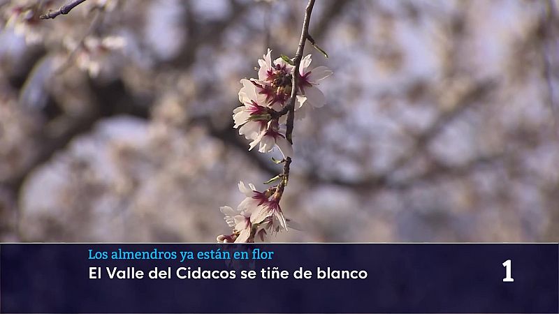 Los almendros ya florecen  en el Valle del CIdacos | Ver