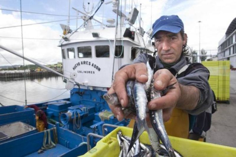 Llegan los primeros bocartes de la temporada a las pescaderías cántabras - TeleCantabria | Ver