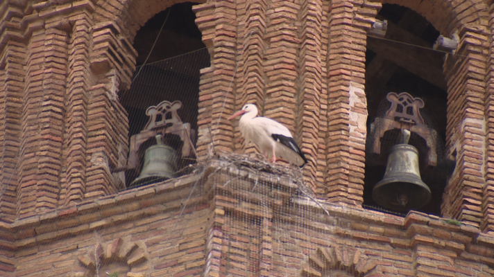  - Cáceres se queda sin cigüeñas