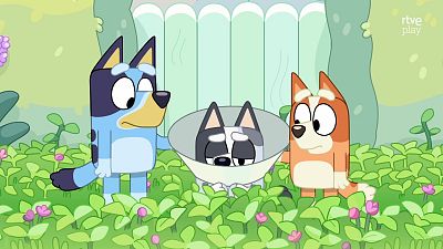 Bluey - El collar isabelino - Bluey | Ver
