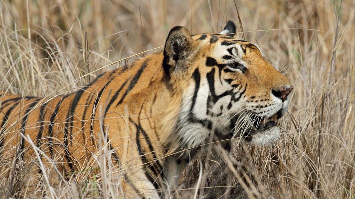 Tecnología animal - Grandes felinos
