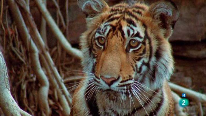 Grandes documentales - Machli: La reina de los tigres