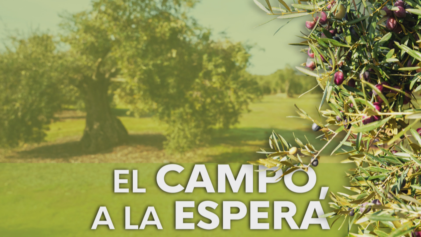 Preocupación en el campo - Noticias Andalucía | Ver