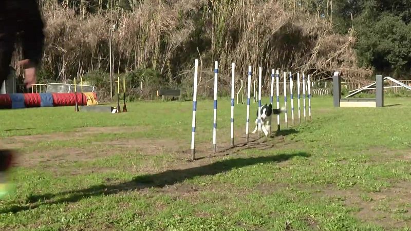 Club d'agilitat, coca de forner i col en escabetx - Aqu� la Terra - Aqu� la Terra | Veure