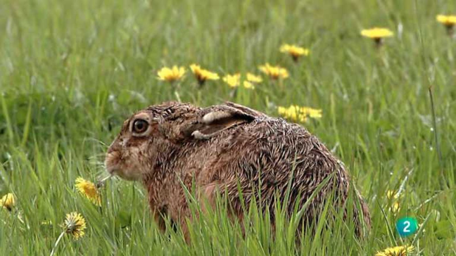 Grandes documentales - Alemania salvaje 4: Ríos y lagos - ver ahora