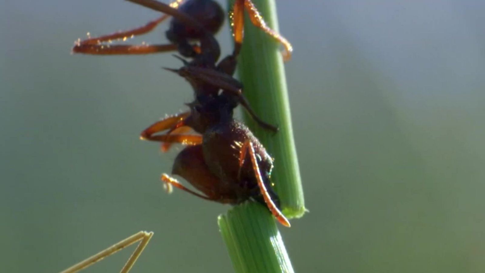 Tecnología animal - Episodio 4: Hormigas - Tecnología animal | Ver