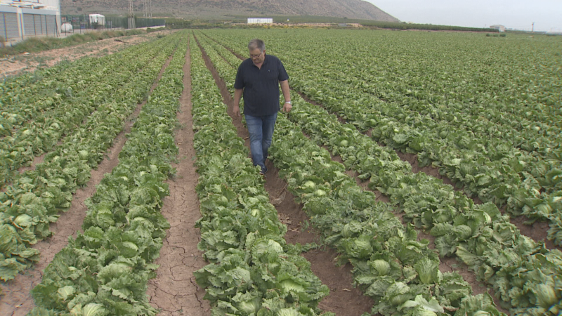 La plaga del pulgón amenaza con arruinar al campo | Ver