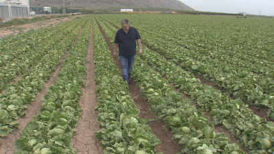 La plaga del pulg�n amenaza con arruinar al campo