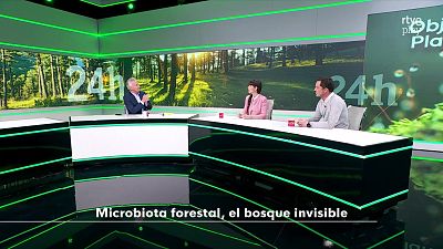 Microbiota forestal, el bosque invisible