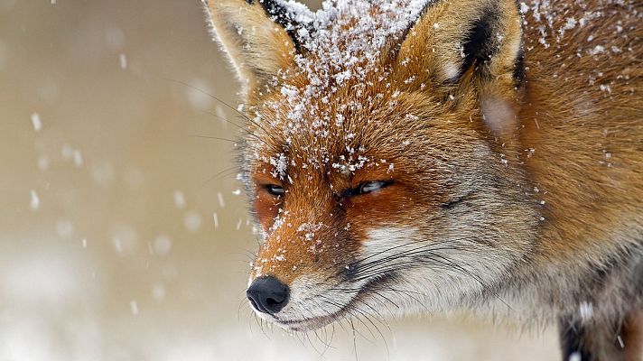 Tecnología animal - Zorros