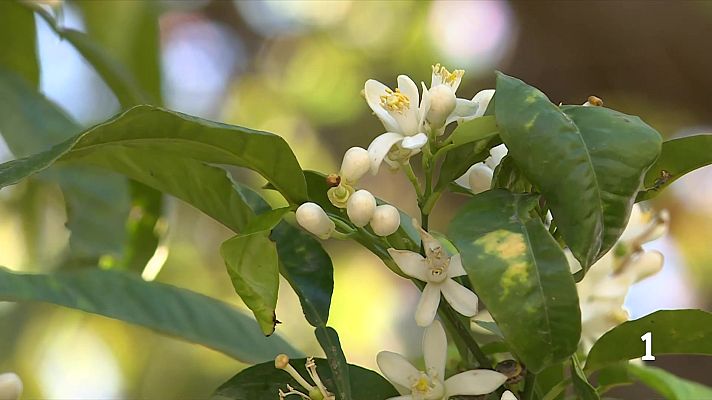 L'Informatiu - Les al·lèrgies arriben amb més intensitat per un hivern plujós