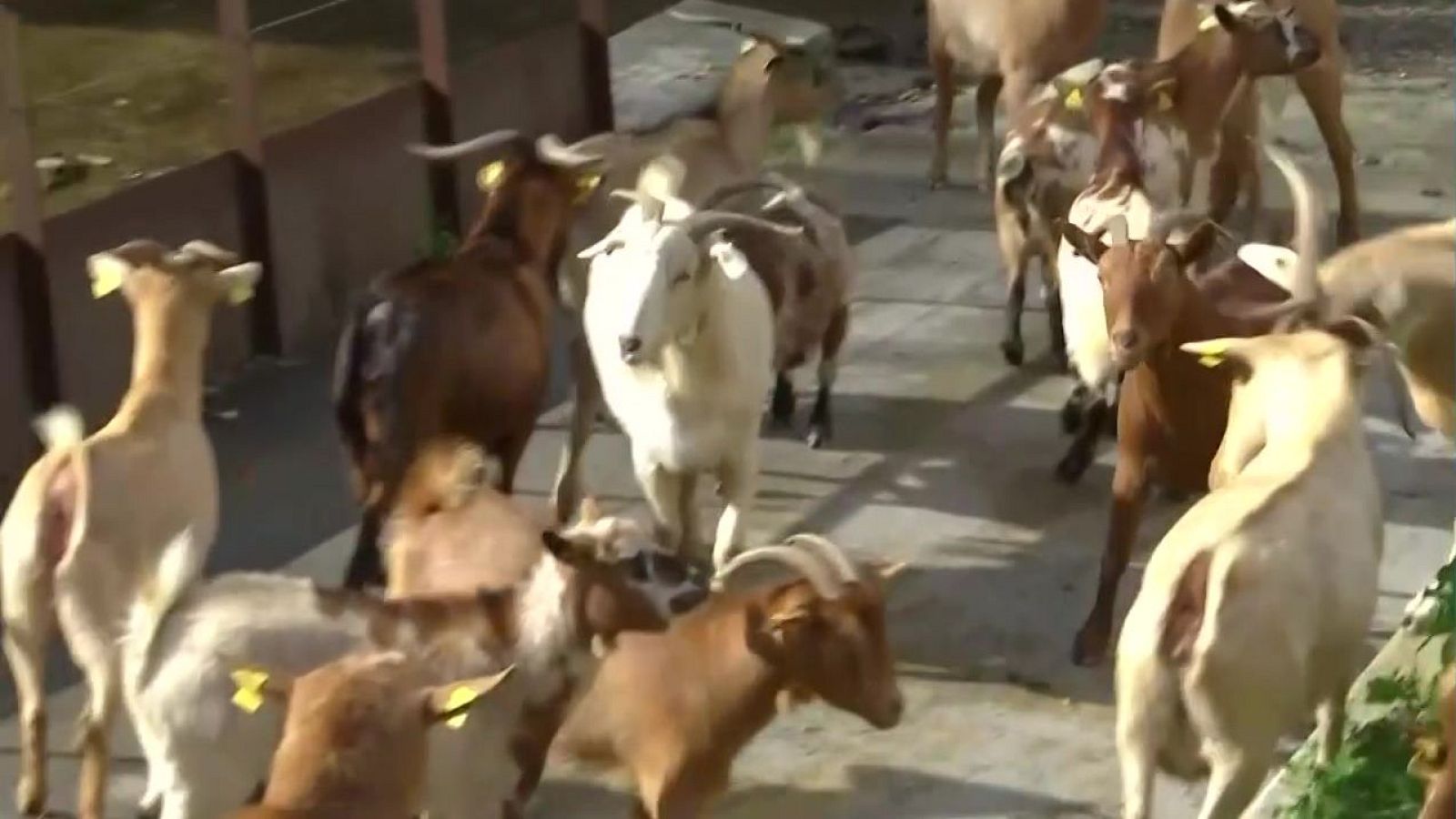 Queixes pels excrements a Sant Climent - L'Altaveu al pati - L'altaveu al pati | Veure