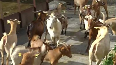 Queixes pels excrements a Sant Climent