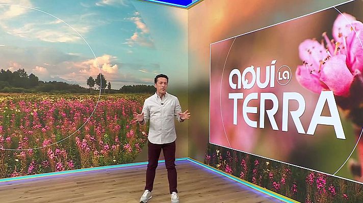 Aquí la Terra - Arròs, butifarra dolça, ovella xisqueta