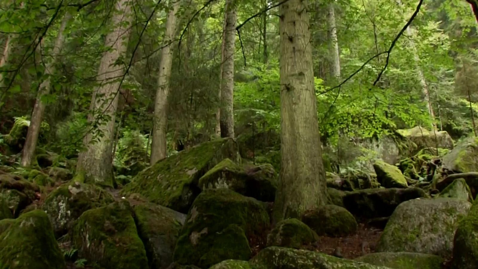 Selva Negra, el pulmó d'Alemanya - Turisme rural al món - Turisme Rural al Món | Veure documental