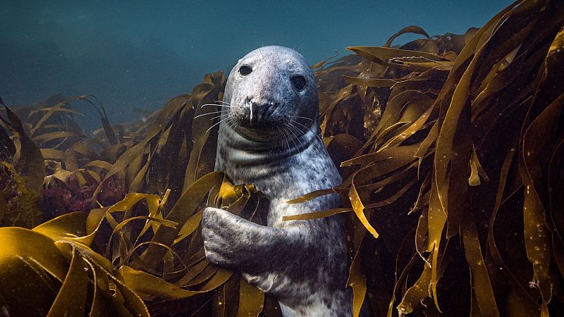 Mares en movimiento - Episodio 1: Las maravillas del mar del norte - Mares en movimiento | Ver