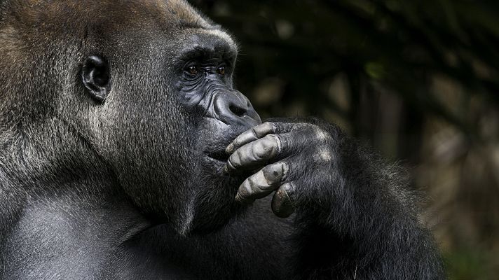 Tecnología animal - Grandes simios