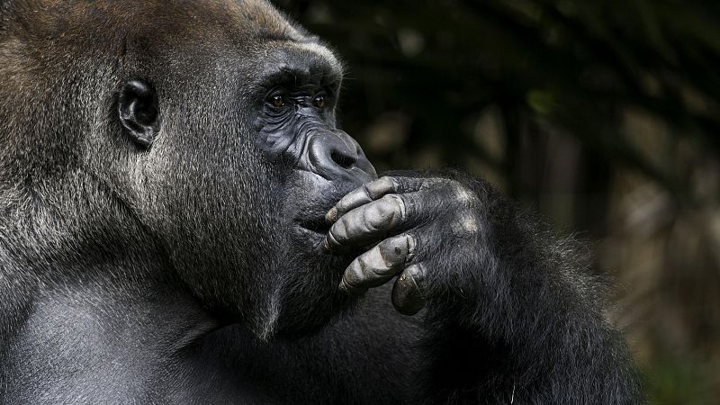 Tecnolog�a animal - Episodio 7: Grandes simios - Tecnolog�a animal | Ver