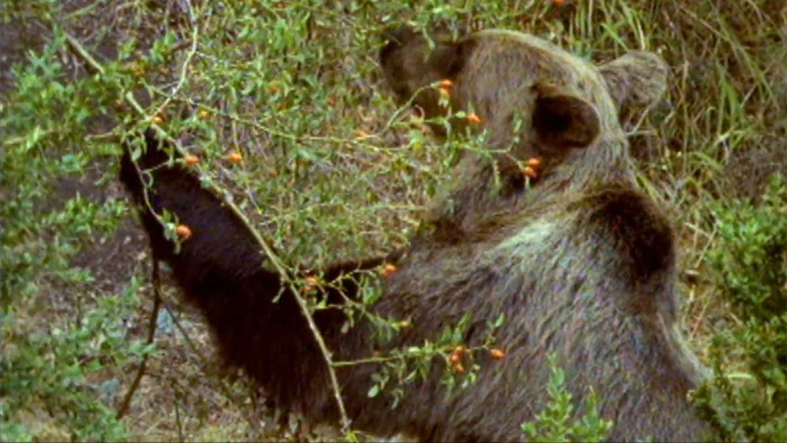 La España salvaje - El otoño (I) - La España salvaje | Ver