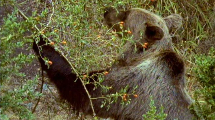 La España salvaje - Otoño (I)